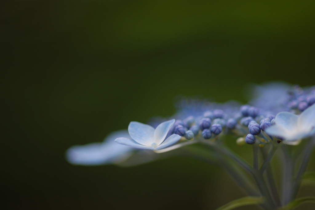 紫陽花