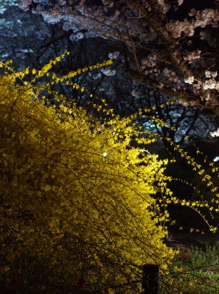 夜のシナレンギョウ