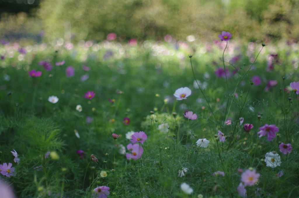 何気ない陽だまりに