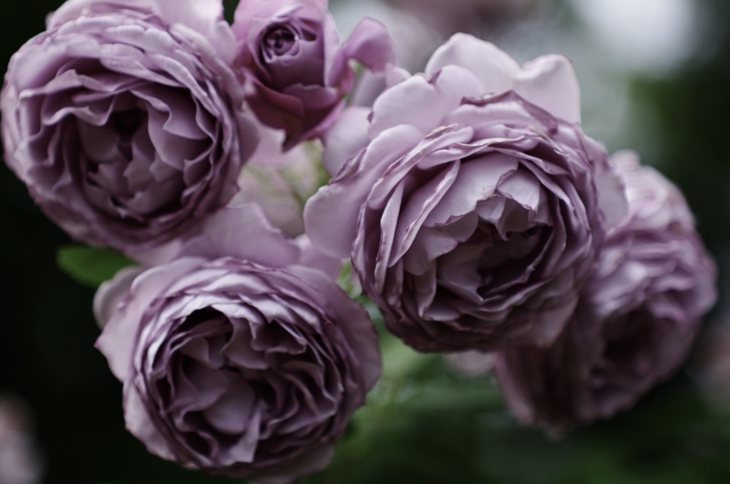 紫の薔薇