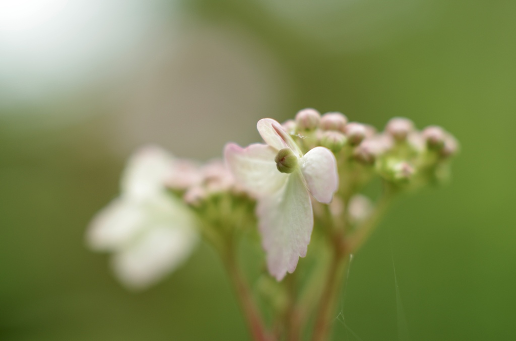 開きはじめた紫陽花 2