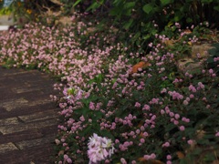 ヒメツルソバの咲く小径