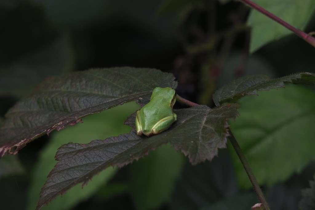 きみのうしろすがた