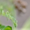ちっこい花　1