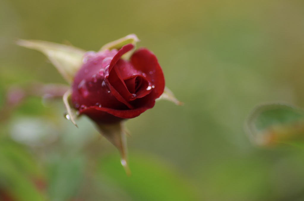 雨上がりの薔薇  6