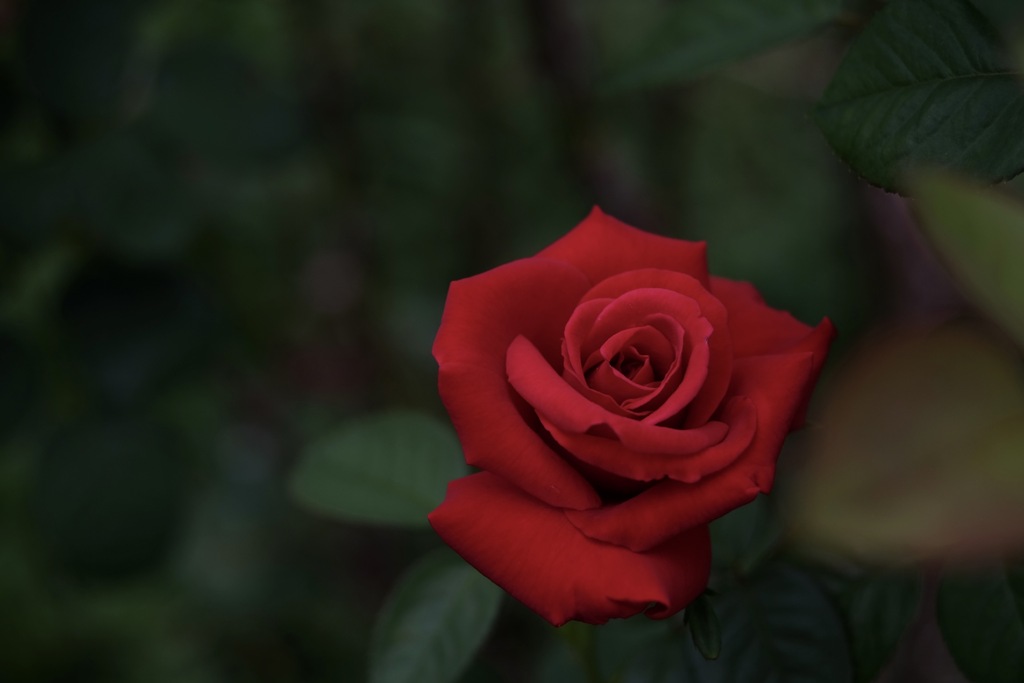 夏の深紅