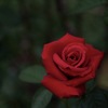 夏の深紅