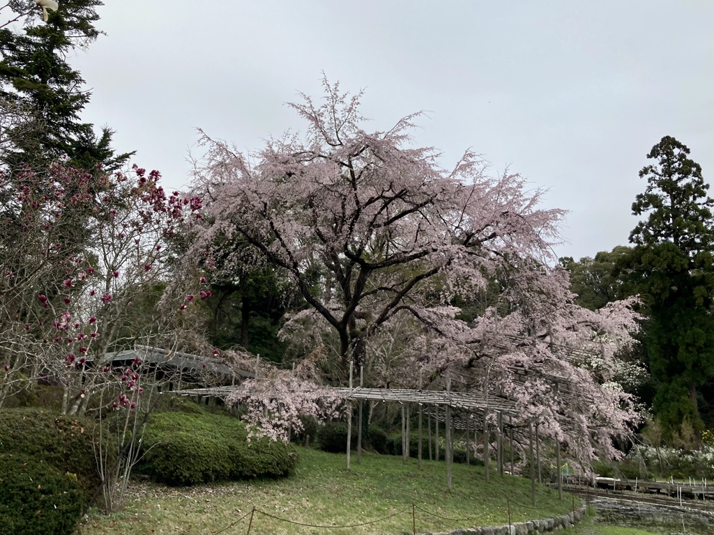 大しだれ桜