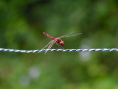 そう言えば親父が赤とんぼっていう単車に乗ってたって言ってたな。