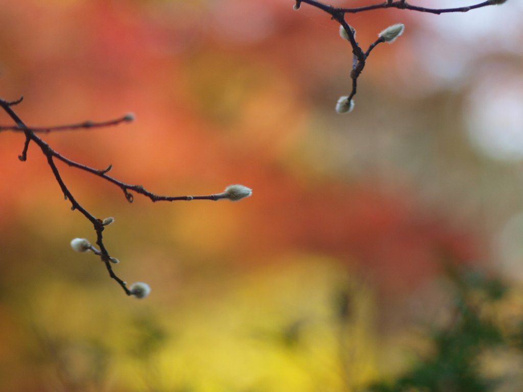 シデコブシ　秋