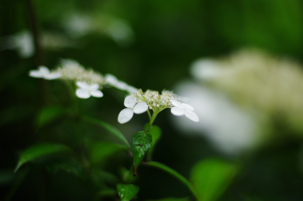 シンプルな小さな紫陽花、かな？