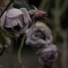 冬の薔薇　3