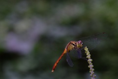 先日のメガネウラの横顔