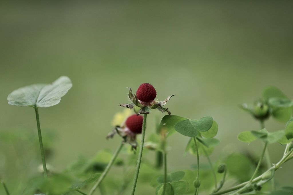 春の幻　6