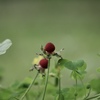 春の幻　6