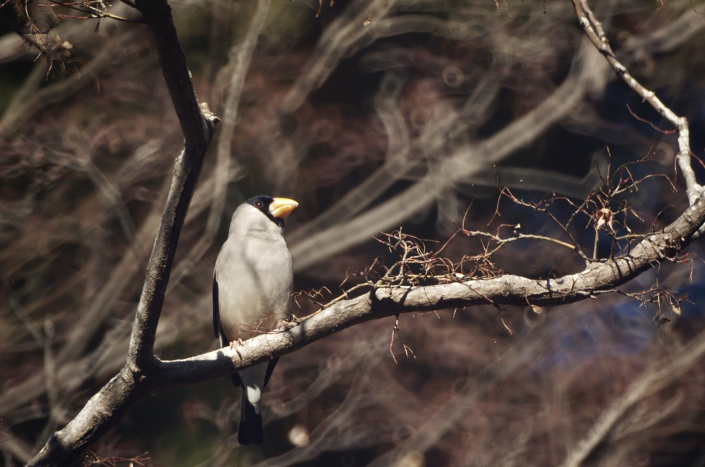 すまし顔のイカル君