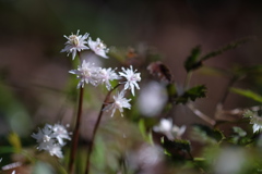セリバオウレン
