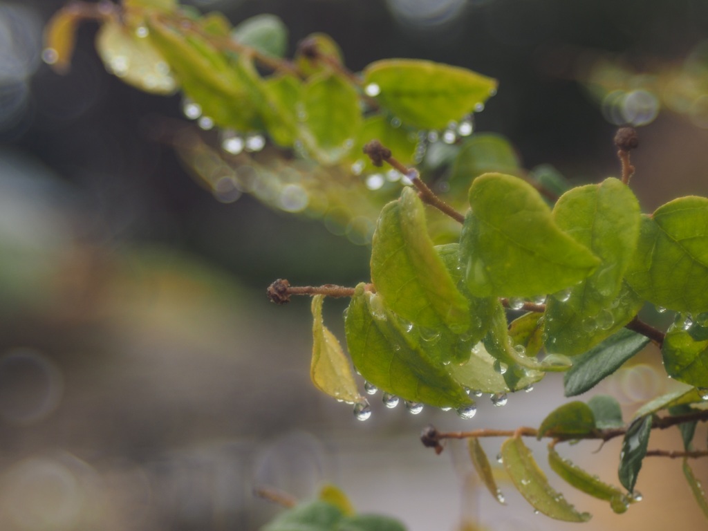 ♪ 雨がしとしと日曜日 ♭iii