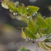 ♪ 雨がしとしと日曜日 ♭iii
