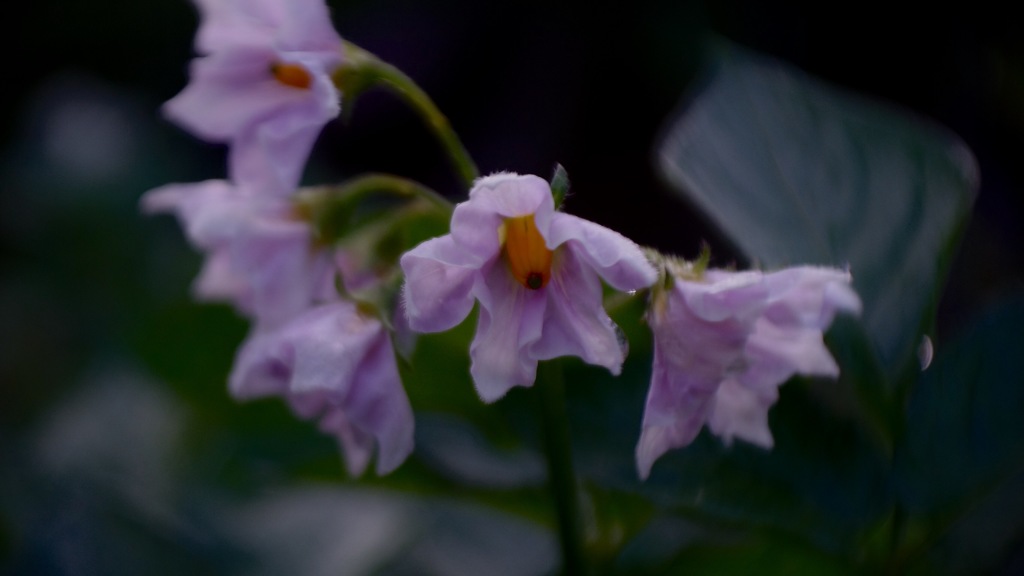 畑のじゃが芋に花が咲いた 1