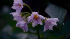 畑のじゃが芋に花が咲いた 1