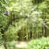 涼しげに