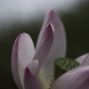 非ナチュラル