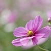 Cosmos
