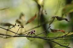 イヌムラサキシキブ