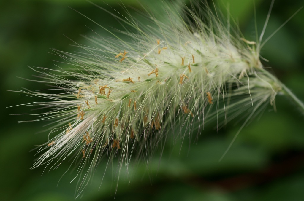 シロガネチカラシバ