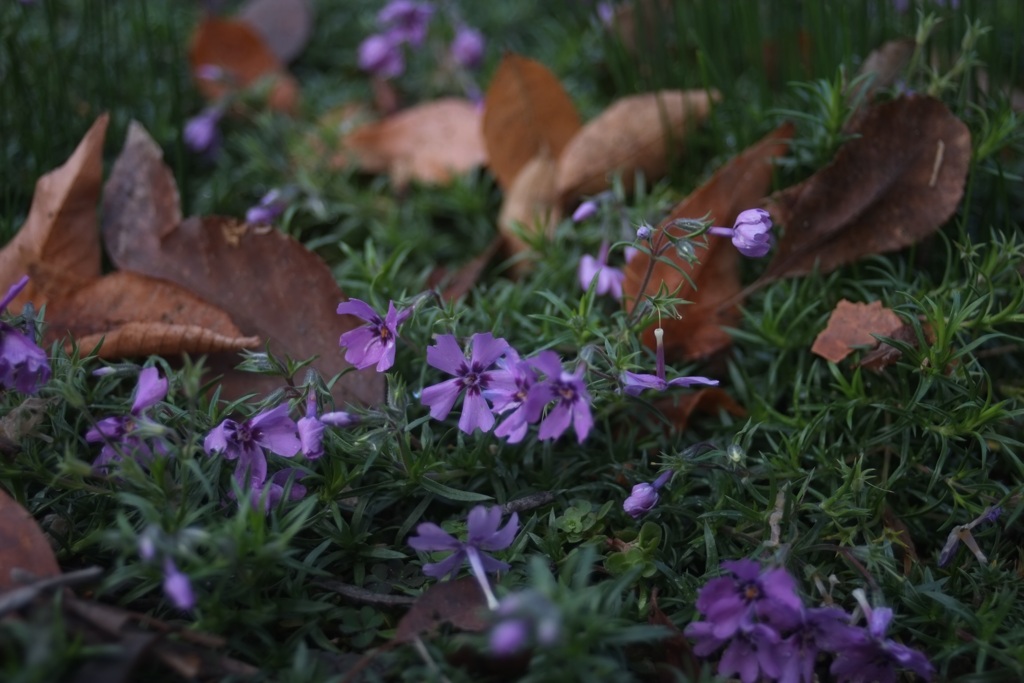 秋の芝桜