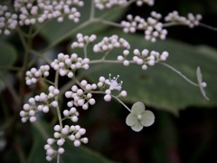 草アジサイ 草アジサイ