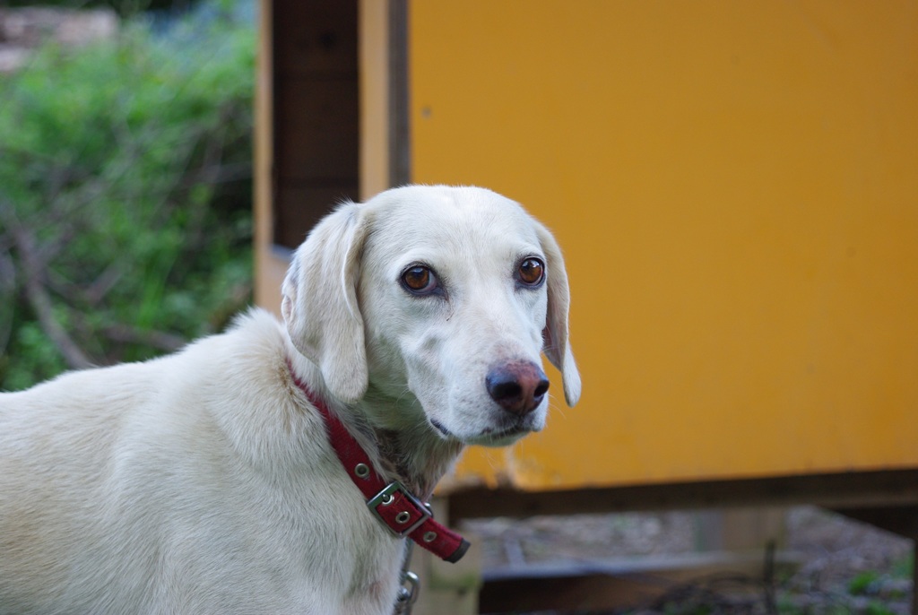優しすぎる畑の番犬君