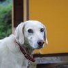 優しすぎる畑の番犬君