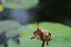 オレンジは初めて♡
