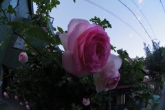 近所を散歩中の薔薇