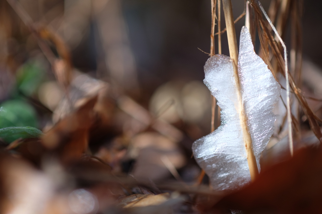 シモバシラ　2026