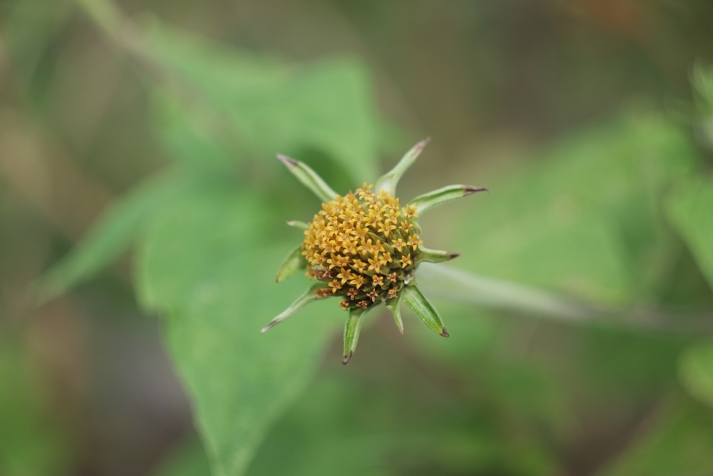 花びら落ちても