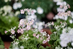 早春の草花展
