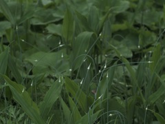 ニラさんでしょうか？