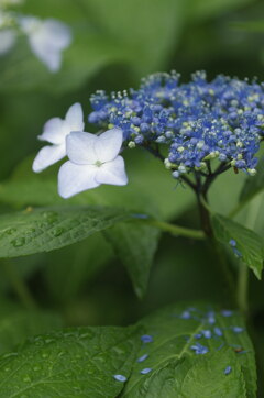 素敵な落とし物