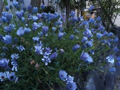 オステオスペルマムかな?