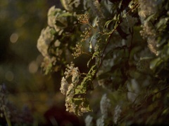 雨上がりの夕日