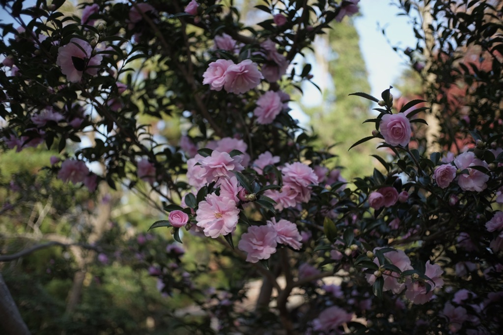 山茶花の咲く頃