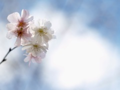 10月の桜