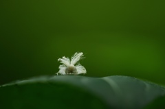 ハゴロモの幼虫