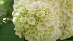 仕事場の紫陽花 3日後 1