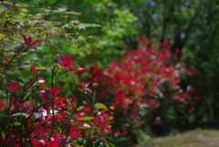 さわやかなお写んぽ  1