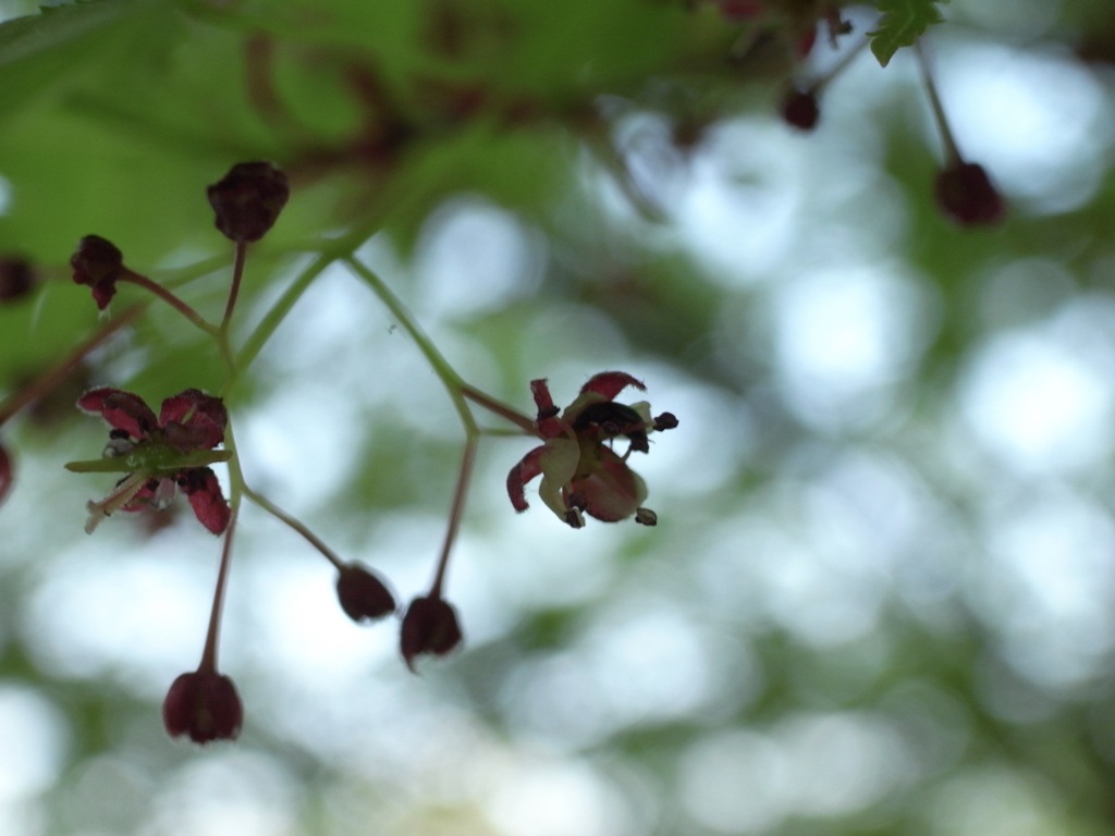 もみじの花