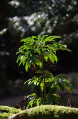 大きくな〜れ！